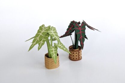 Two papercraft Alocasia plants on white background