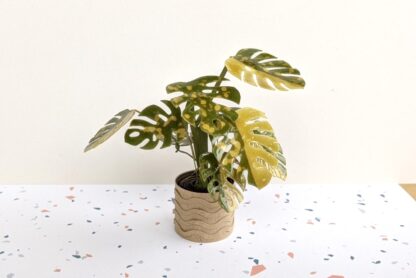 realistic mini monstera plant template for cutting machine